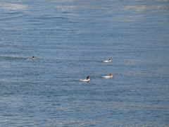 Mergus merganser