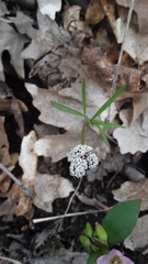 Lomatium linearifolium
