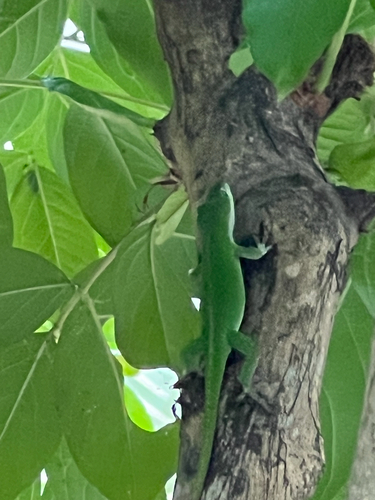 Green Anole observed by wyoyogi