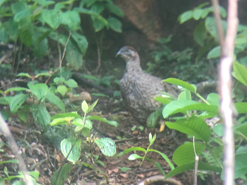 Erckel's Spurfowl (Pternistis erckelii), photo 4