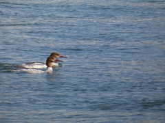 Mergus merganser