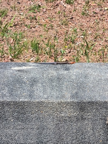 Common Five-lined Skink observed by lepomister