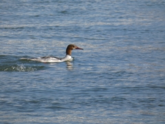 Mergus merganser