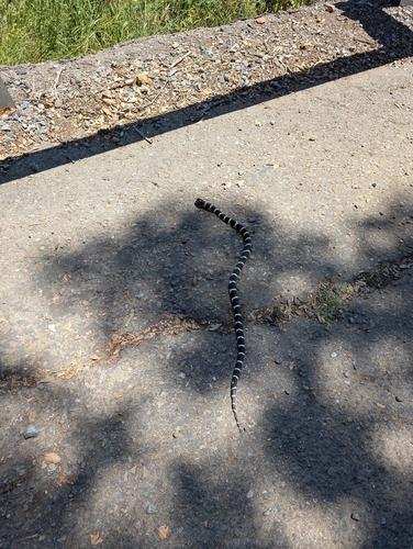 California King Snake observed by petermccluskey