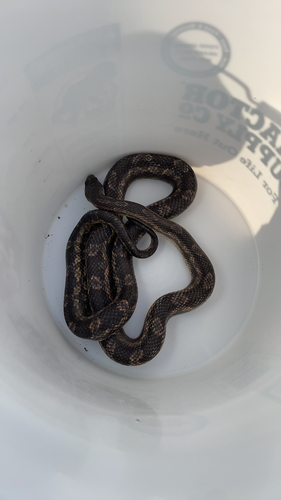 Western Ratsnake observed by bernadette_lopez