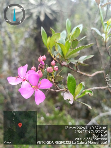 Bucquetia glutinosa, photograph 1