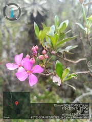 Bucquetia glutinosa
