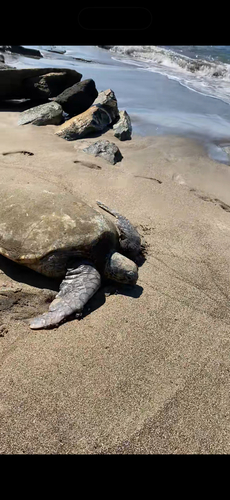 Green Sea Turtle observed by isalozan0