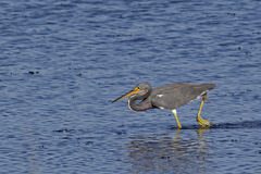 Egretta tricolor image