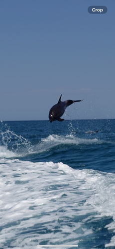 Common Bottlenose Dolphin observed by landonhuter