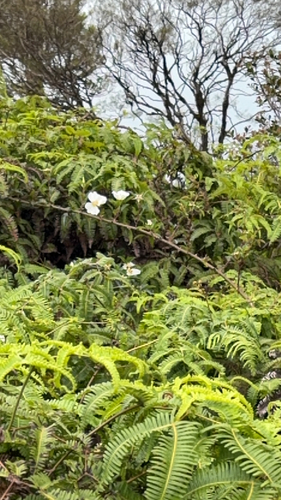 Rosa laevigata observed 2026-04-27