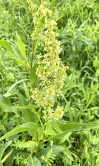 Rumex altissimus