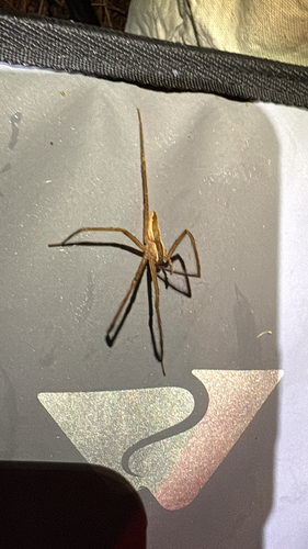 American Nursery Web Spider
