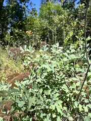 Lomatium californicum, photograph author not stated, no rights reserved