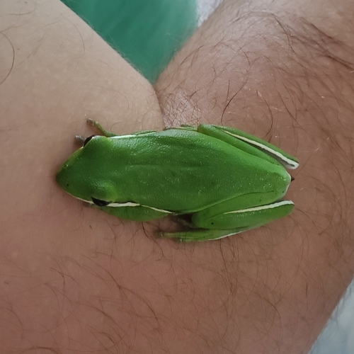 Green Treefrog observed by sandpizza