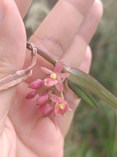 Epidendrum oxysepalum, photograph 4