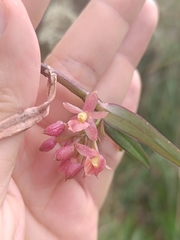 (c) Carlos Torrente, some rights reserved (CC BY) Epidendrum oxysepalum, photograph (c) Carlos Torrente, some rights reserved (CC BY)
