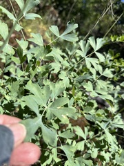 Lomatium californicum, photograph author not stated, no rights reserved