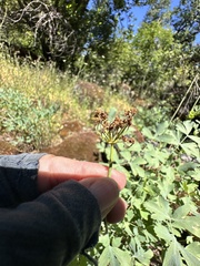 Lomatium californicum, photograph author not stated, no rights reserved