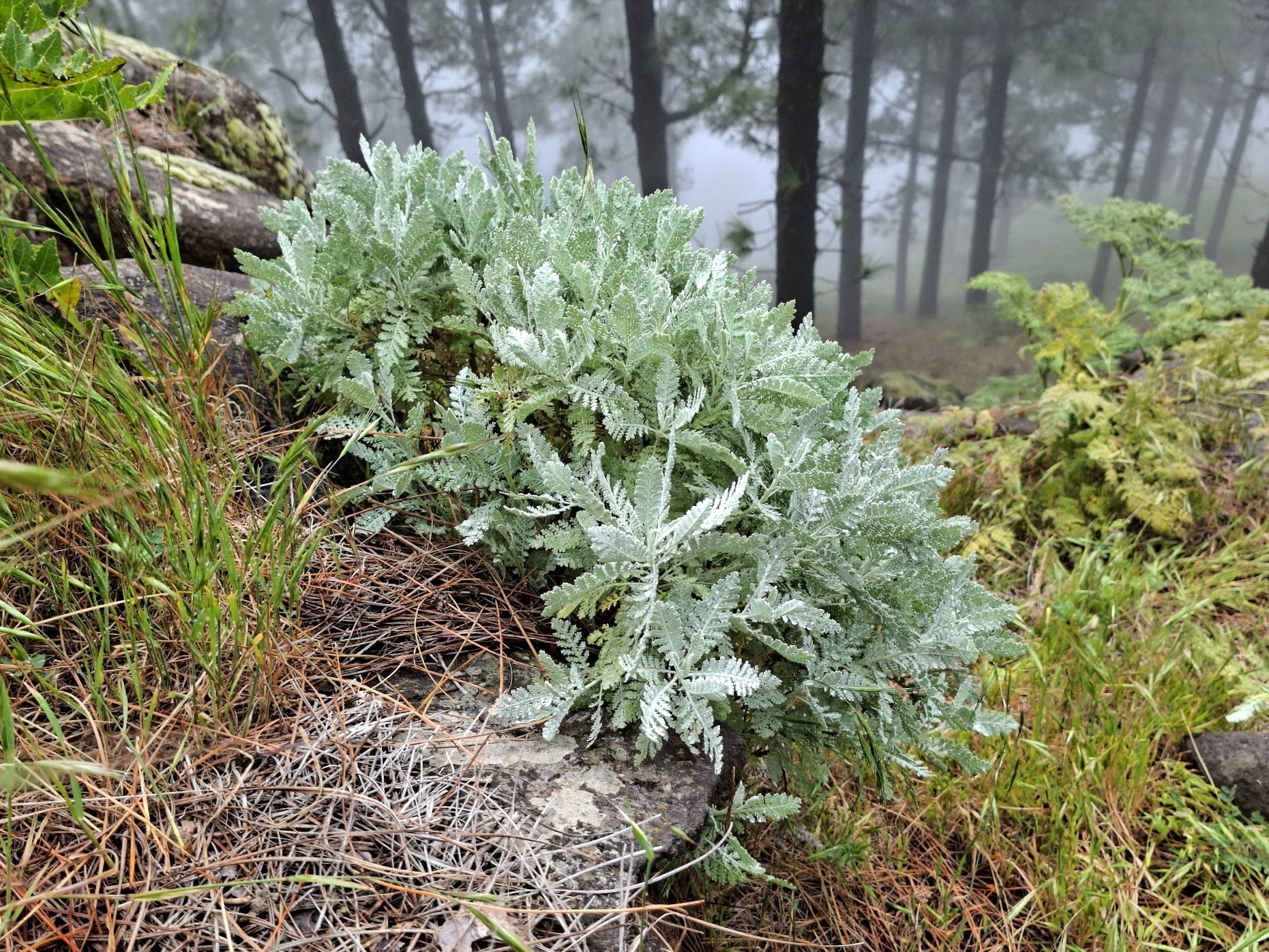 Magarza plateada