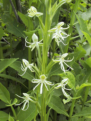 Habenaria macroceratitis