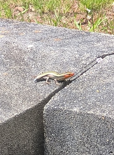 Common Five-lined Skink observed by lepomister