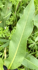 Rumex altissimus
