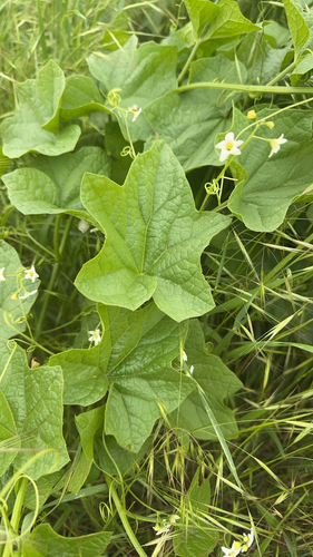 coastal manroot