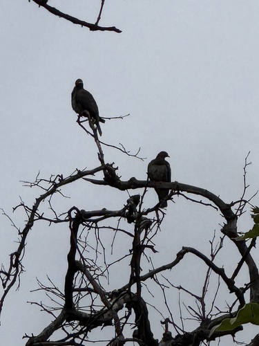 Band-tailed Pigeon observed by nips_