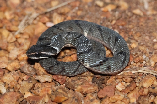 Forest Night Adder
