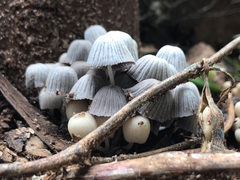 Coprinellus disseminatus