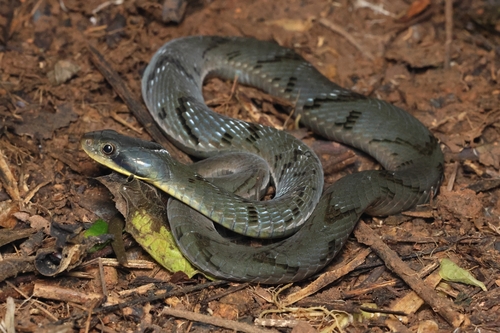 Forest Night Adder