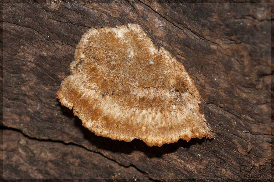 Coriolopsis trogii · February 2020 · photo: © r-a-p (iNaturalist, cc-by)