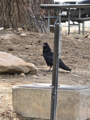 Common Raven observed by elkoftheriot