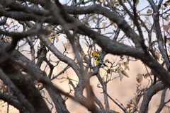 Pheucticus chrysopeplus