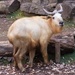 Golden Takin - Photo (c) urasimaru, some rights reserved (CC BY-SA)