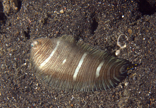 Blendbanded sole (Zebrias zebra) — Soleidae — 5