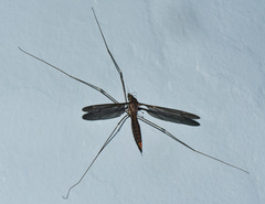 Holorusia bourbonica