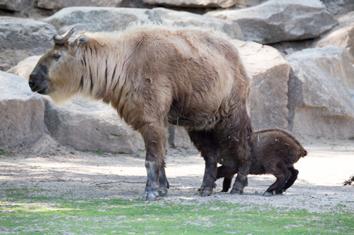 Sichuan Takin