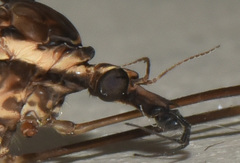Holorusia bourbonica