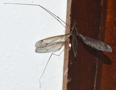 Holorusia bourbonica
