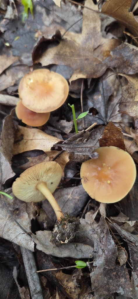 Gymnopus subsulphureus · May 2026 · photo: Photo: (c) WF_MI, some rights reserved (CC BY) · iNaturalist