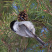 Willow Tit - Photo (c) Денис Шилович, some rights reserved (CC BY-NC)