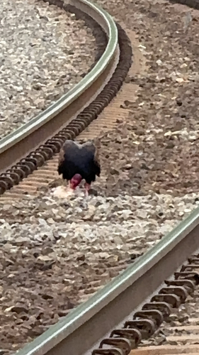 Turkey Vulture