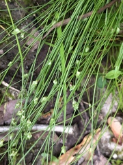 Isolepis carinata