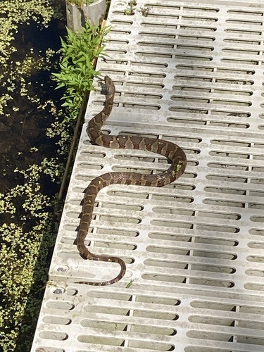 Common Watersnake observed by samiam29