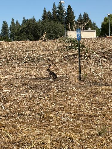 Black-tailed Jackrabbit observed by mt48
