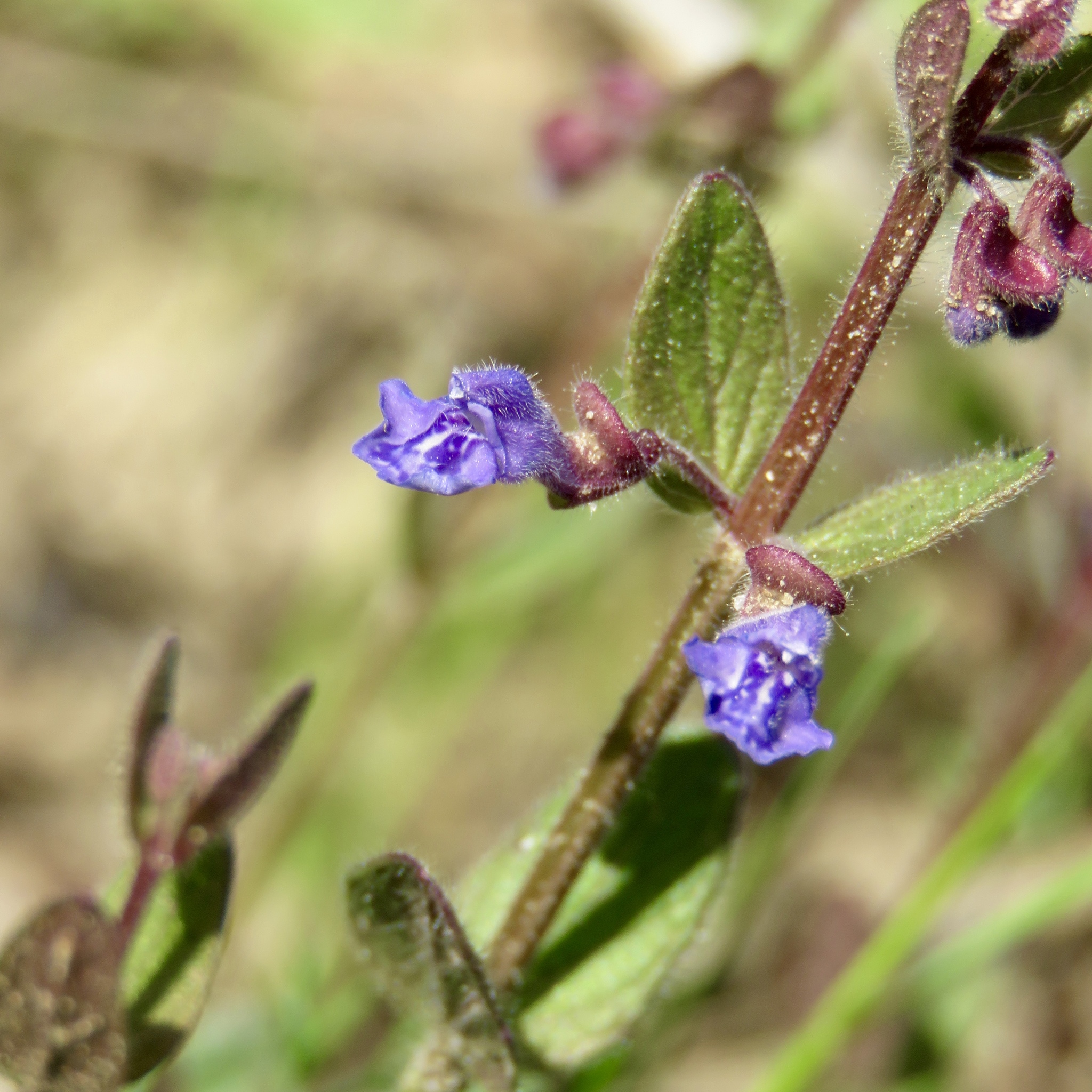 Scutellaria parvula var. parvula