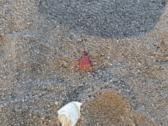 Trombidium holosericeum