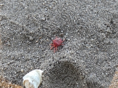 Trombidium holosericeum